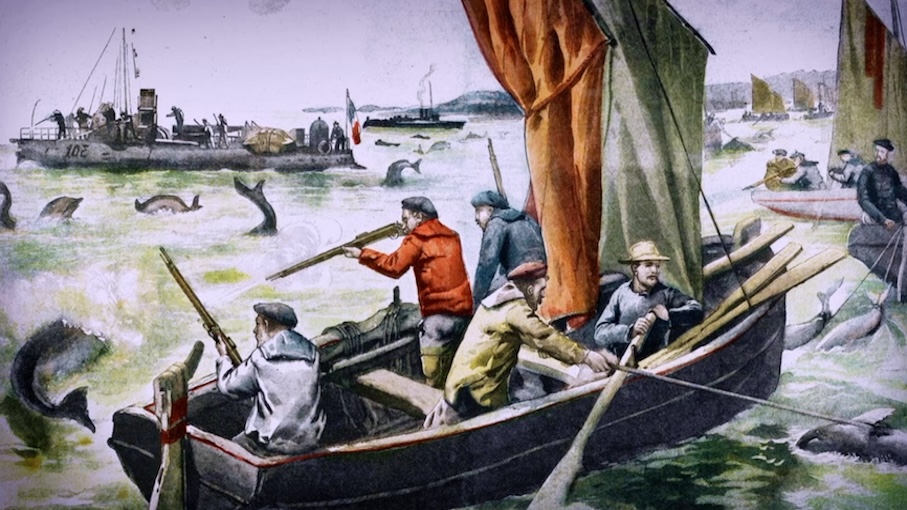 Des dauphins et des hommes.jpg